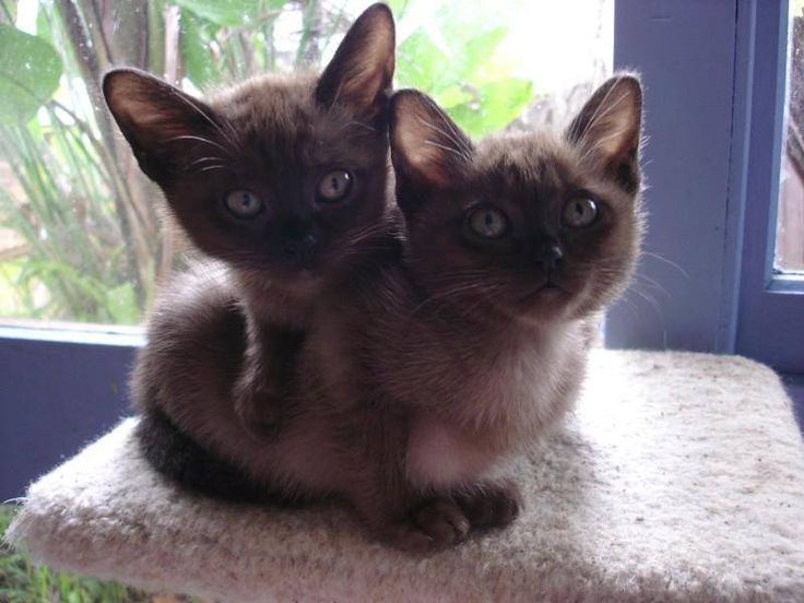 Burmese Kitten: Burmese Breed