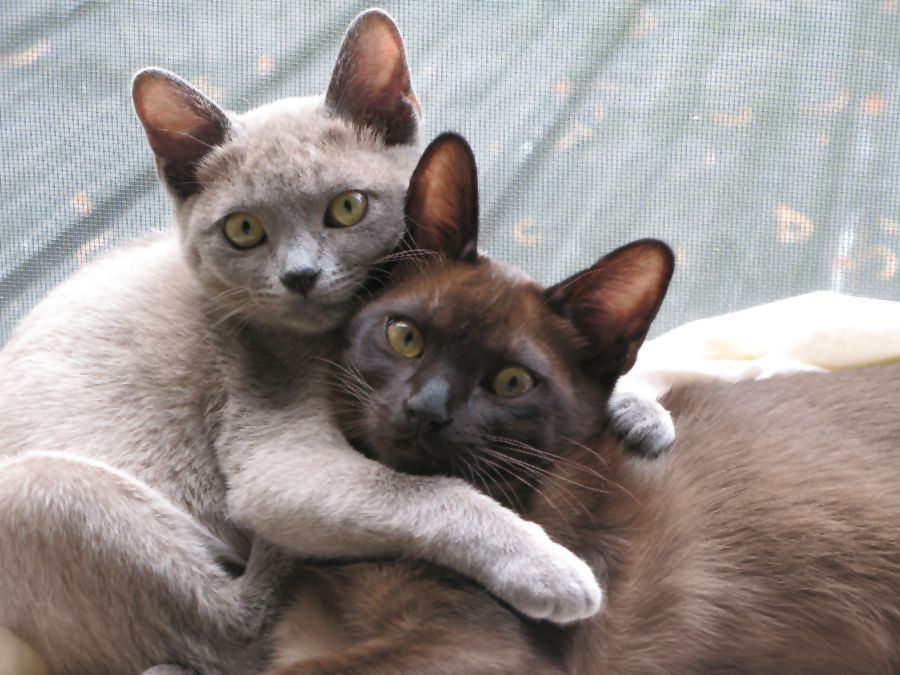 Burmese Kitten: Burmese Burmese Kittens Breed