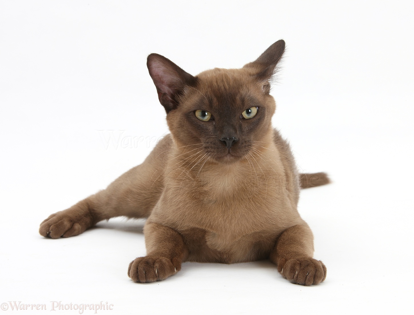 Burmese Cat: Burmese Cat Urine Breed