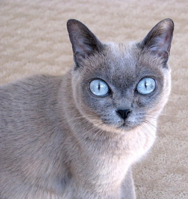 Burmese Cat: Burmese Gray Burmese Cat Breed