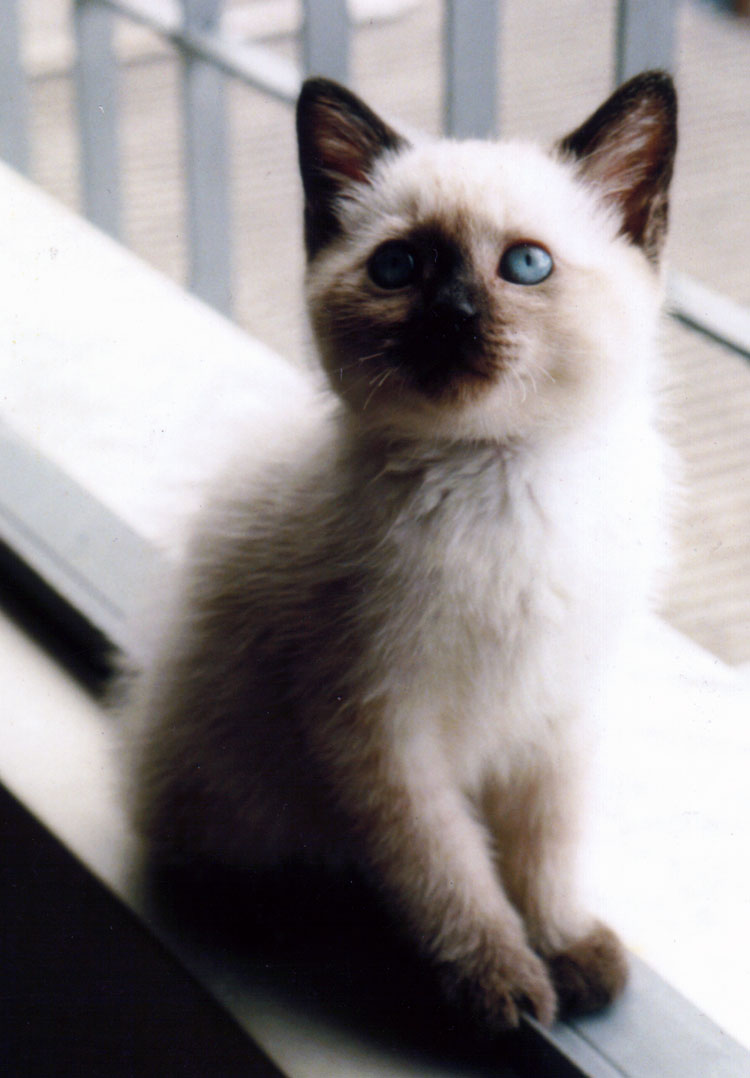 Burmese Kitten: Burmese Very Cute Kitten Breed