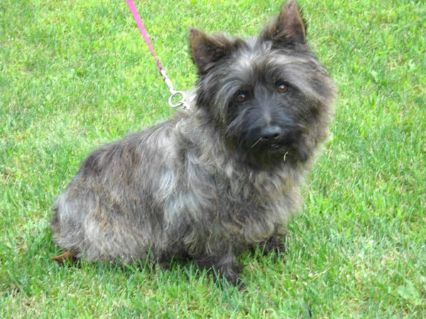 Cairn Terrier Puppies: Cairn Breed