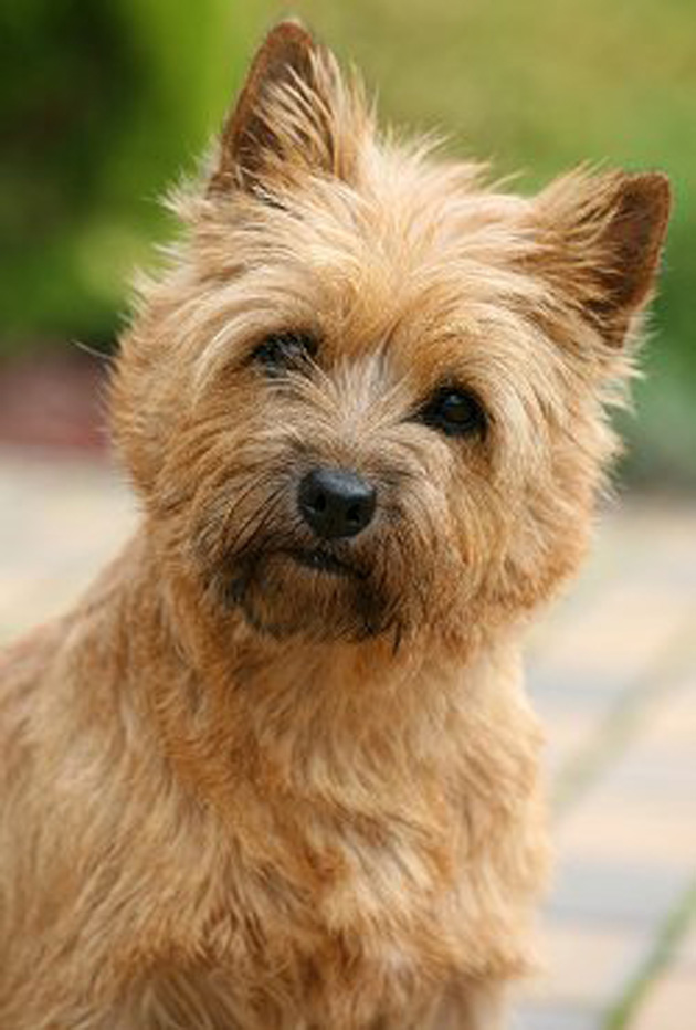 Cairn Terrier Dog: Cairn Cairn Terrier Dog Breed