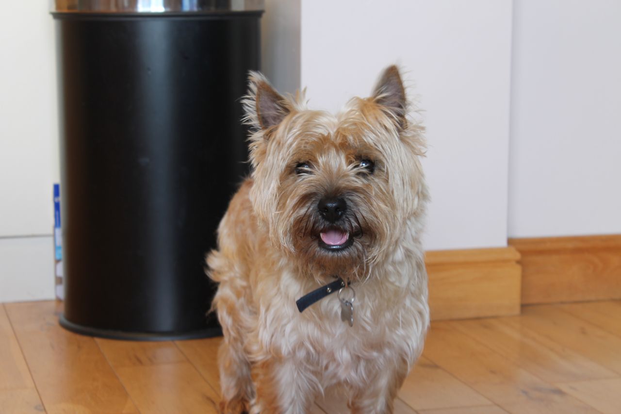 Cairn Terrier Dog: Cairn Cairn Terrier Fantastic Dog For Stud Keighley Breed