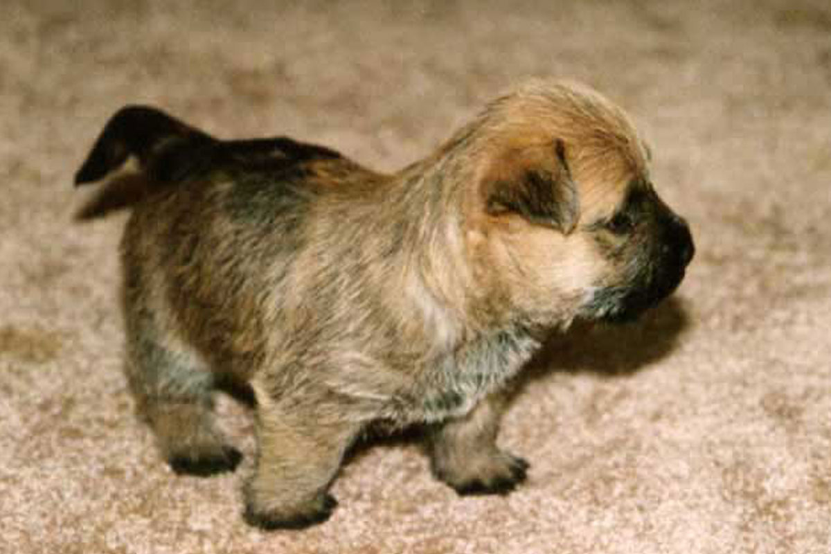 Cairn Terrier Puppies: Cairn Cairn Terrier Puppies For Sale Breed