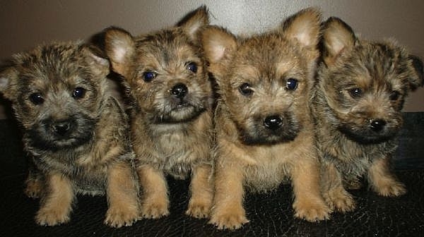 Cairn Terrier Puppies: Cairn Cairn Terrier Puppies S Breed