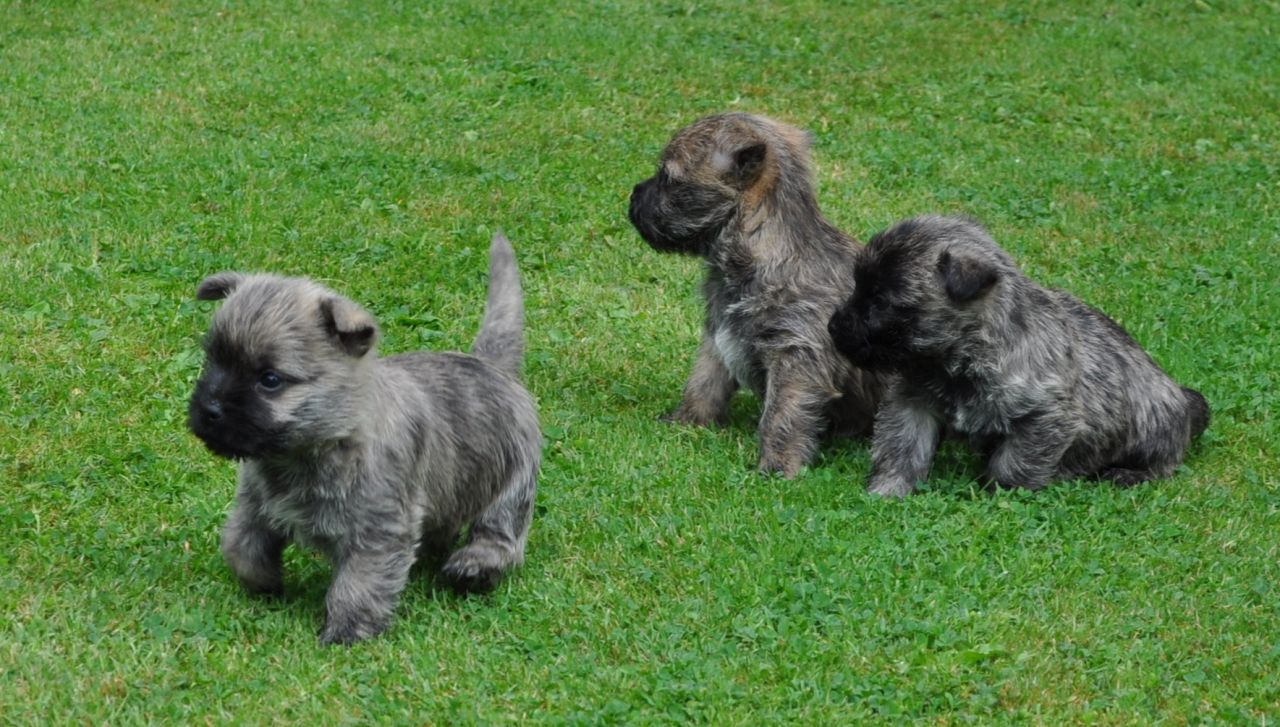 Cairn Terrier Puppies: Cairn Cairn Terrier Puppies Stone Breed