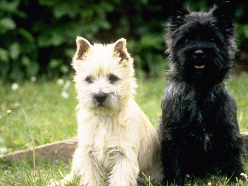 Cairn Terrier Puppies: Cairn Cairn Terrier Puppy Breed