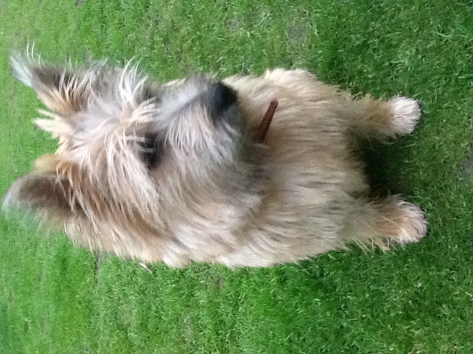 Cairn Terrier Dog: Cairn Cairn Terrier Stud Dog Red Patch Pirate Ilkeston Breed