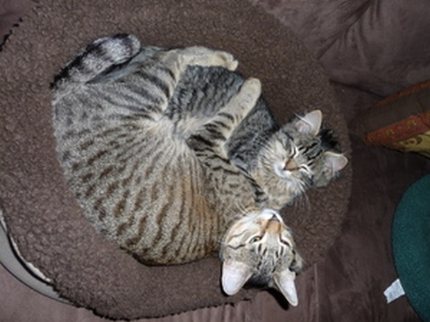 California Spangled Cat: California Breed