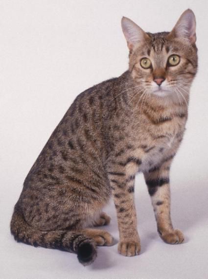 California Spangled Kitten: California Lovely California Spangled Cat Breed