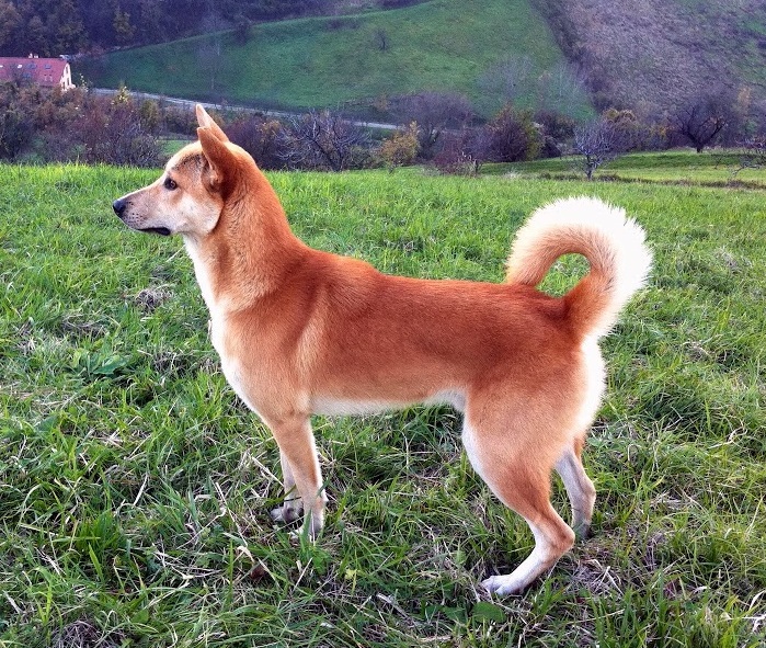 Canaan Dog: Canaan About Breed
