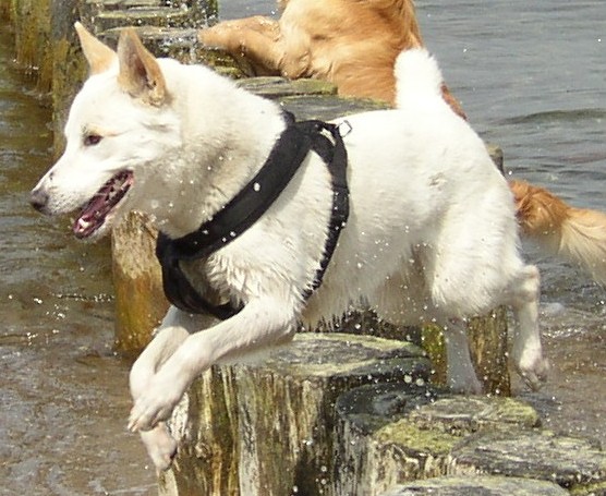Canaan Dog: Canaan Canaan Dog Reviews And Pictures Breed