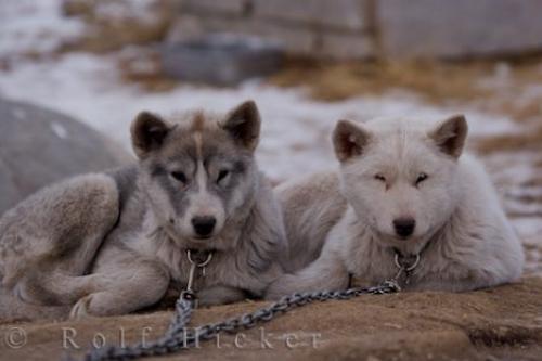 Canadian Eskimo Puppies: Canadian Arctic Dog Breeds Canadian Eskimo Dog Puppies 