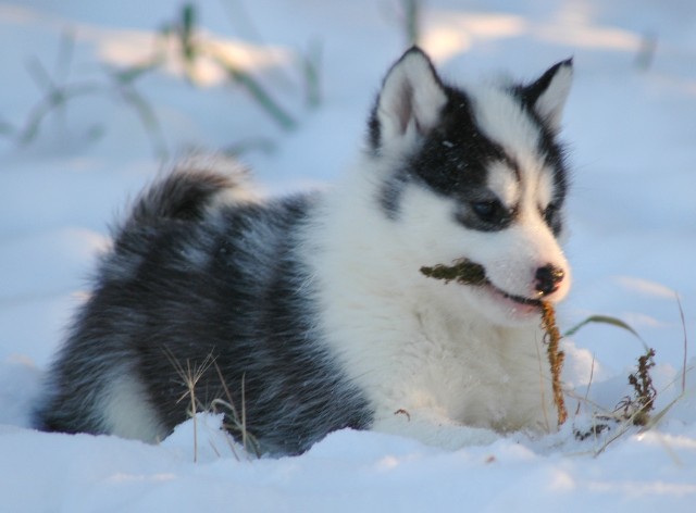 Canadian Eskimo Puppies: Canadian Canadian Eskimo Husky Breed