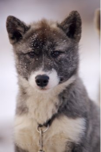 Canadian Eskimo Puppies: Canadian Cute Canadian Eskimo Dog Breed