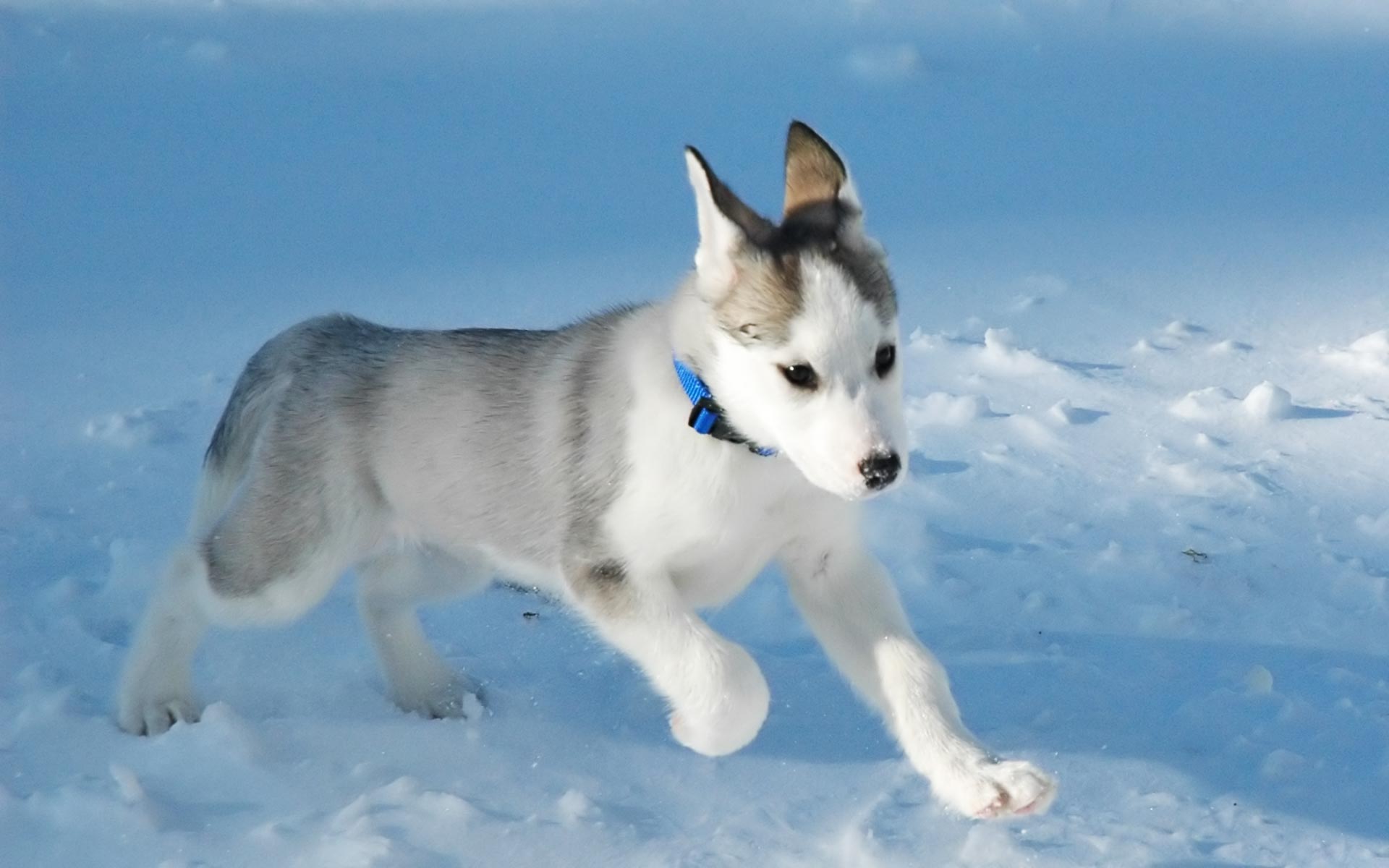 Canadian Eskimo Dog: Canadian Rinning Canadian Eskimo Dog Breed