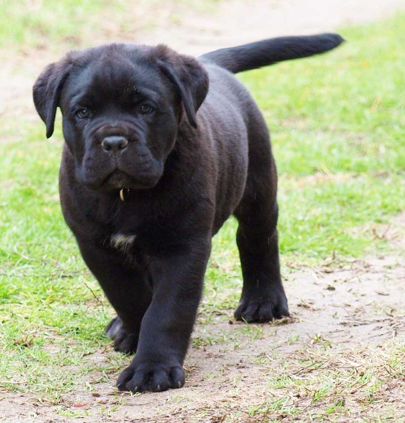 Cane Corso Puppies: Cane Cane Corso Puppies Pictures Review Breed