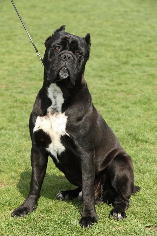 Cane Corso Puppies: Cane Pedigree Cane Corso Puppies For Sale Sheffield Breed