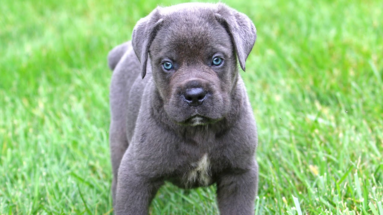 Cane Corso Puppies: Cane Watch Breed