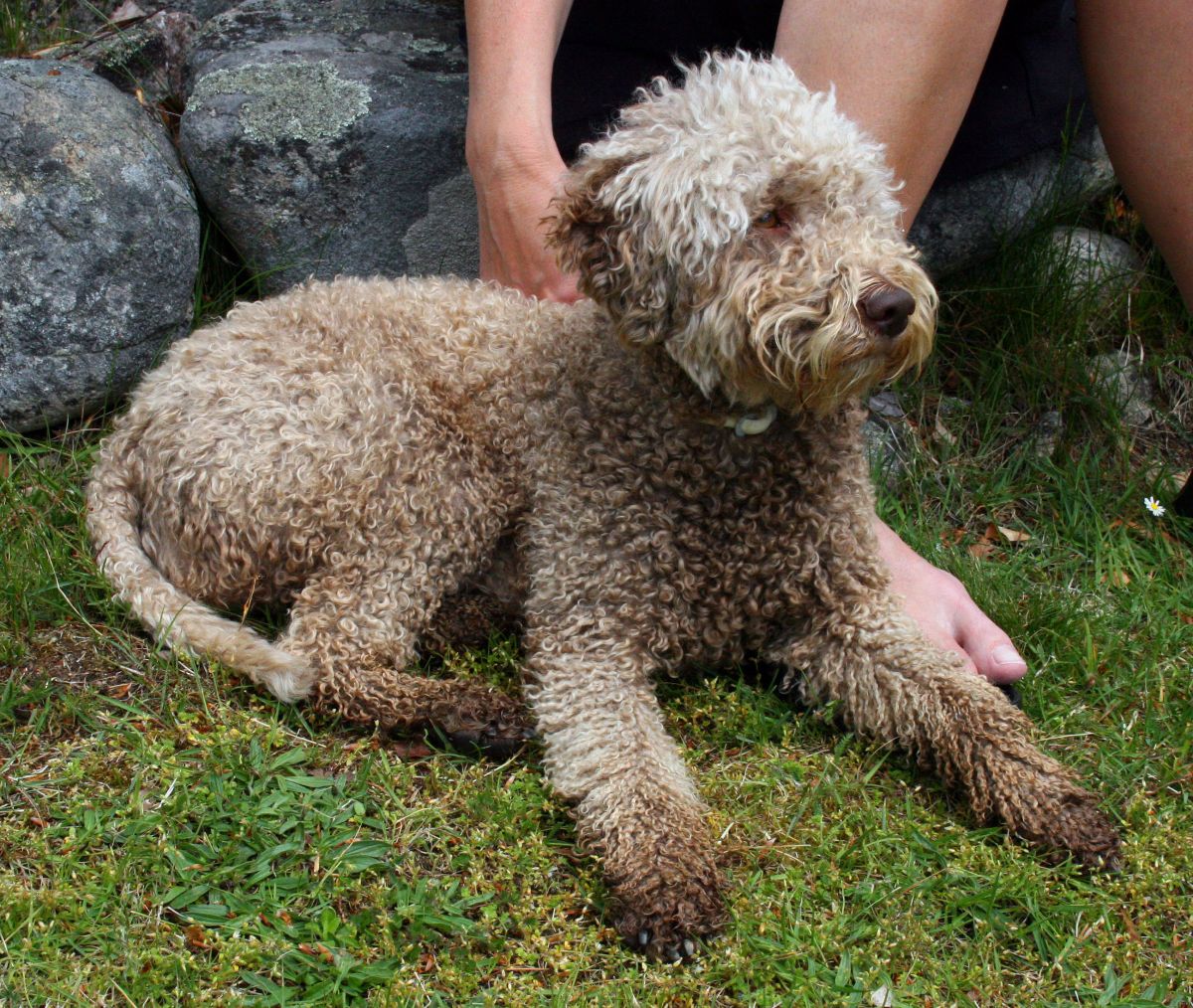 Cantabrian Water Puppies: Cantabrian Lagotto Romagnolo Breed