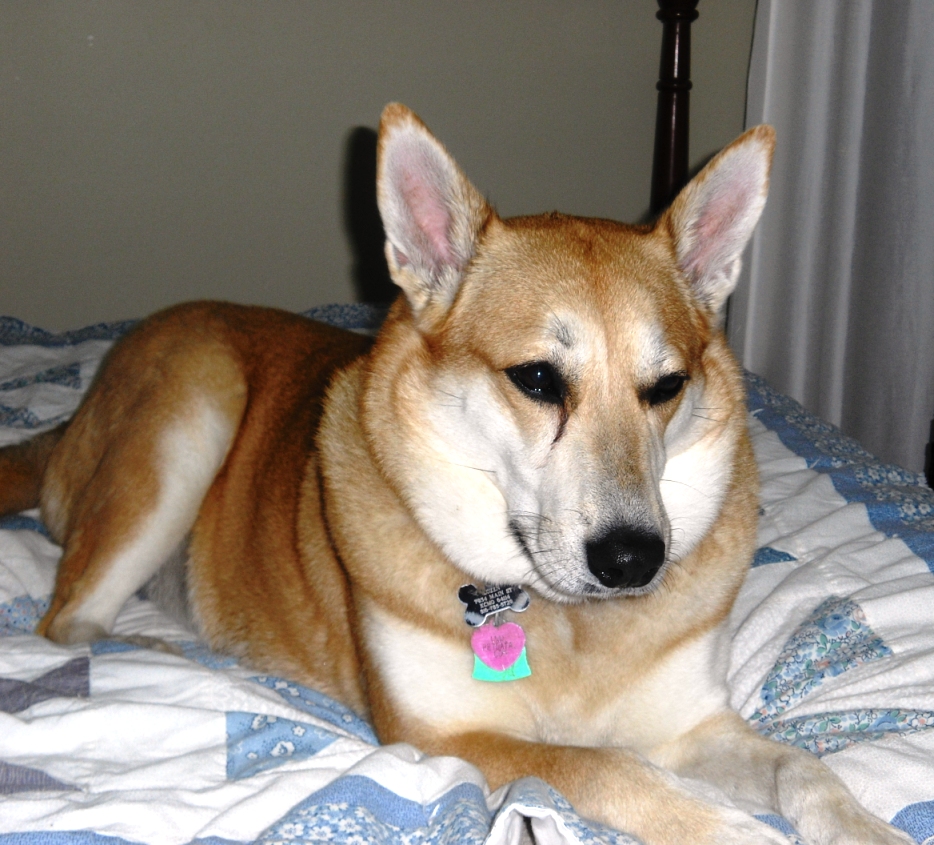 Carolina Dog: Carolina Carolina Dog On Bed Breed