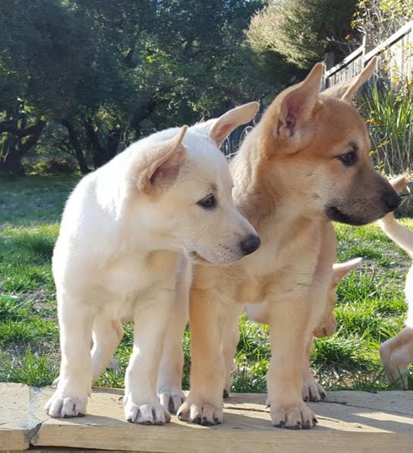 Carolina Puppies: Carolina Carolina Dog Puppies Beauty By Nature Breed