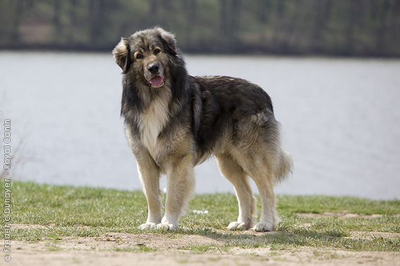 Carpathian Shepherd Dog: Carpathian Breed