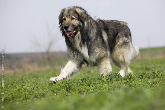 Carpathian Shepherd Dog: Carpathian Carpathian Shepherd Dog Breed
