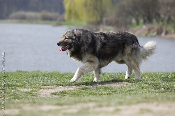 Carpathian Shepherd Dog: Carpathian Carpathian Shepherd Dog Ciobnesc Romcanesc Carpatin Breed
