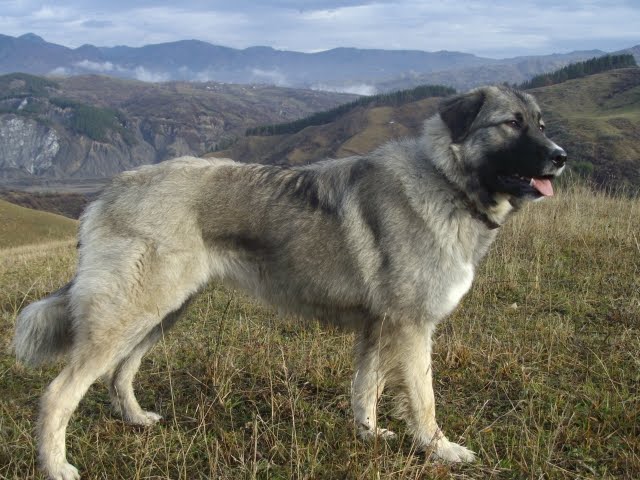 Carpathian Shepherd Puppies: Carpathian Carpathian Shepherd Dog Mountains Breed