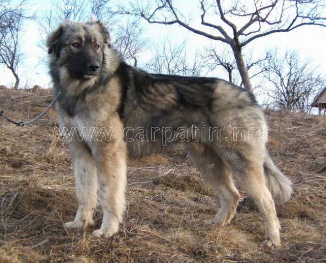 Carpathian Shepherd Puppies: Carpathian Carpathiansheepdog Breed