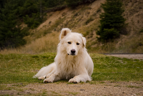 Carpathian Shepherd Puppies: Carpathian Orzgvzawducrhdhrvbymawxlcybjkchjlcmuytlziwmtevmtavynvdgvyzmw Breed
