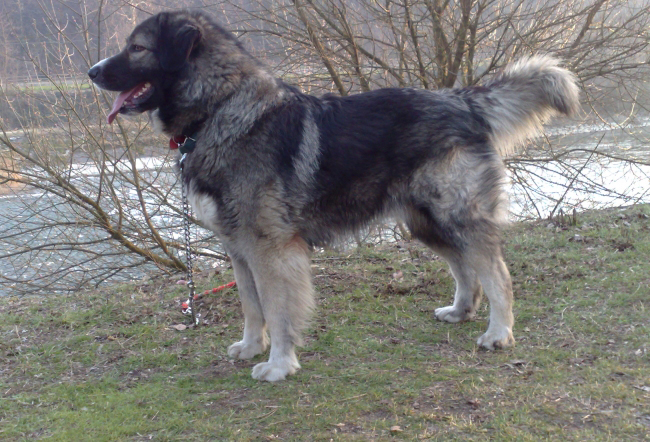 Carpathian Shepherd Dog: Carpathian Romanian Carpathian Shepherd Dog Breed