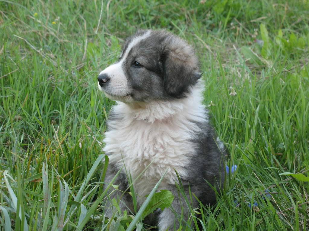Carpathian Shepherd Puppies: Carpathian Yfycgfaglhbibzagvlcgrvzw Breed