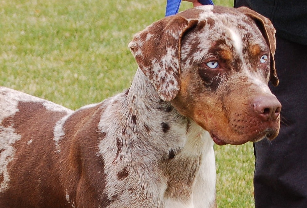 Catahoula Cur Puppies: Catahoula Catahoula Cur Puppies Pictures Breed