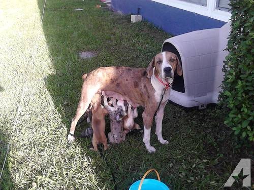 Catahoula Cur Puppies: Catahoula Catahoula Leopard Cur Puppies For Adoption Weeks Old Breed