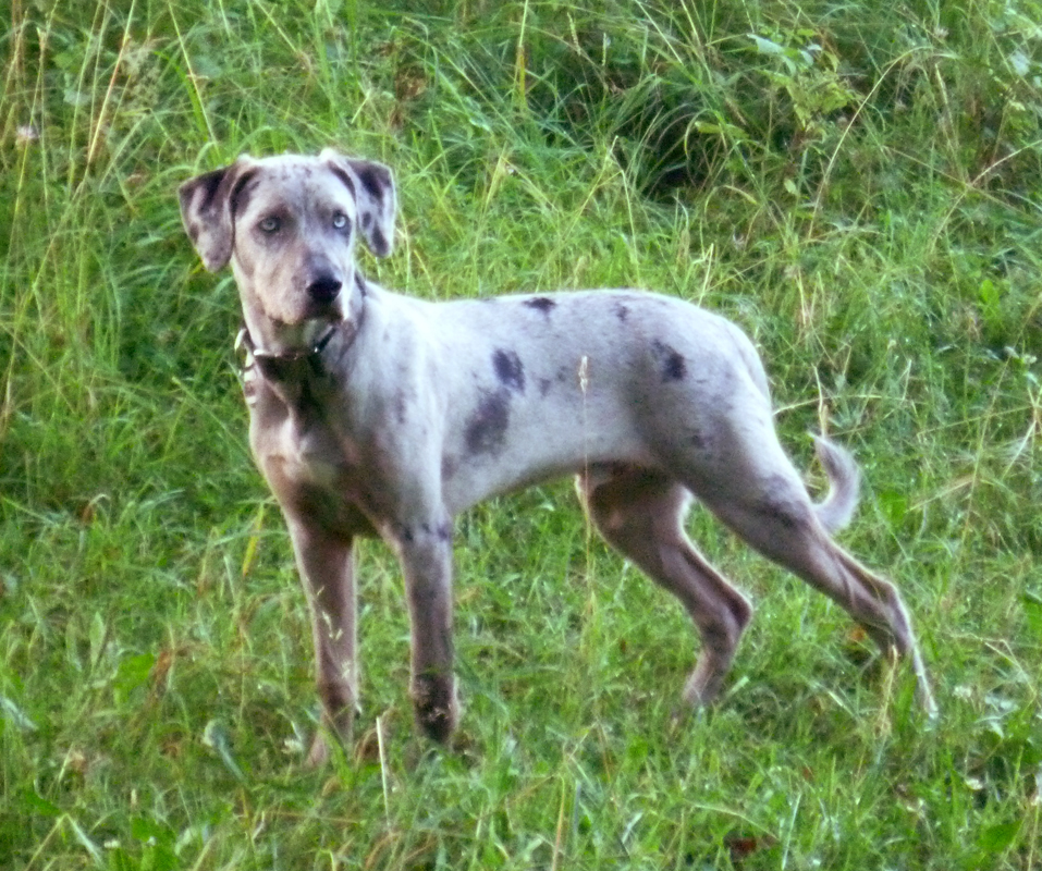 Catahoula Cur Puppies: Catahoula Catahoula Leopard Dog Puppies Breed