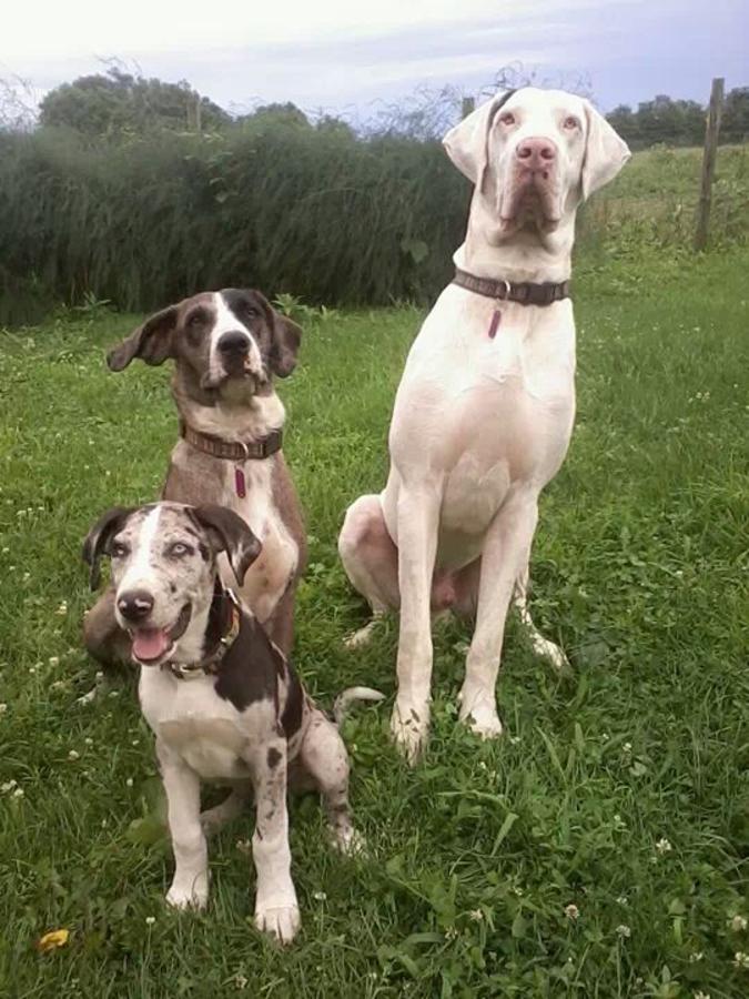 Catahoula Cur Puppies: Catahoula Great Dane Catahoula Cur Puppies Casstown Ohio Breed
