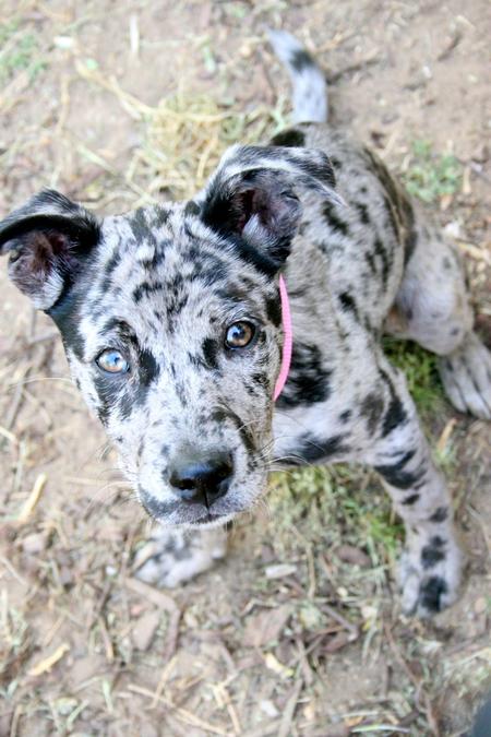 Catahoula Cur Puppies: Catahoula Lola The Catahoula Leopard Mix Breed