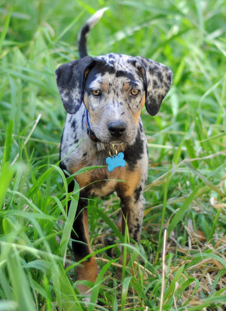 Catahoula Cur Puppies: Catahoula Sookie The Catahoula Leopard Dog Breed