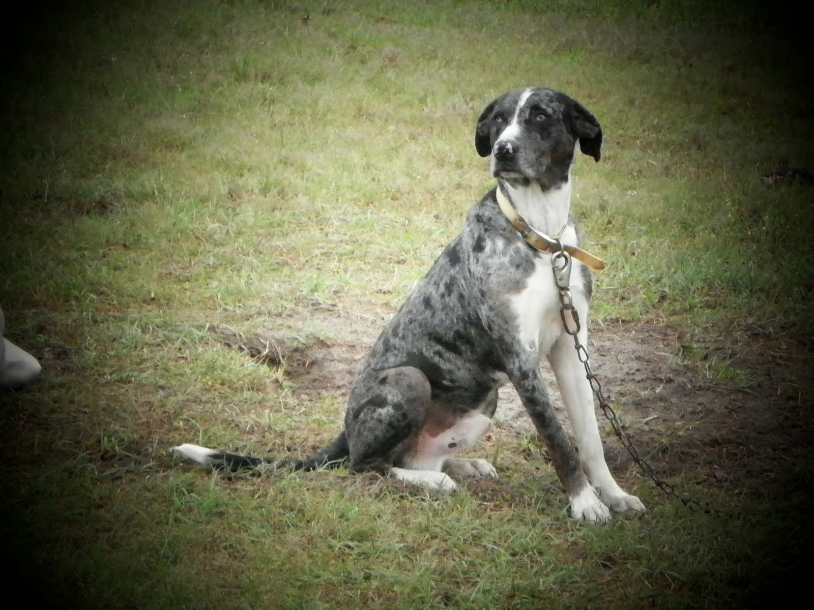 Catahoula Cur Dog: Catahoula What Is Cur Dog Breed