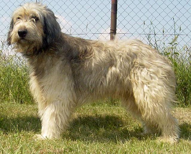 Catalan Sheepdog Dog: Catalan S Breed