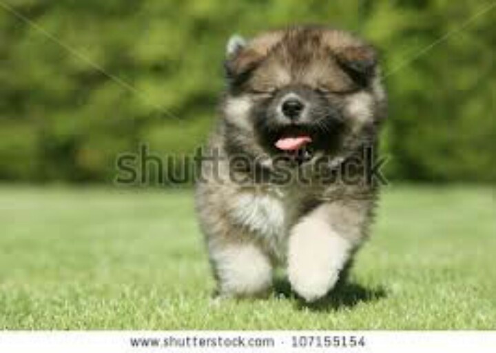 Caucasian Shepherd Puppies: Caucasian Breed