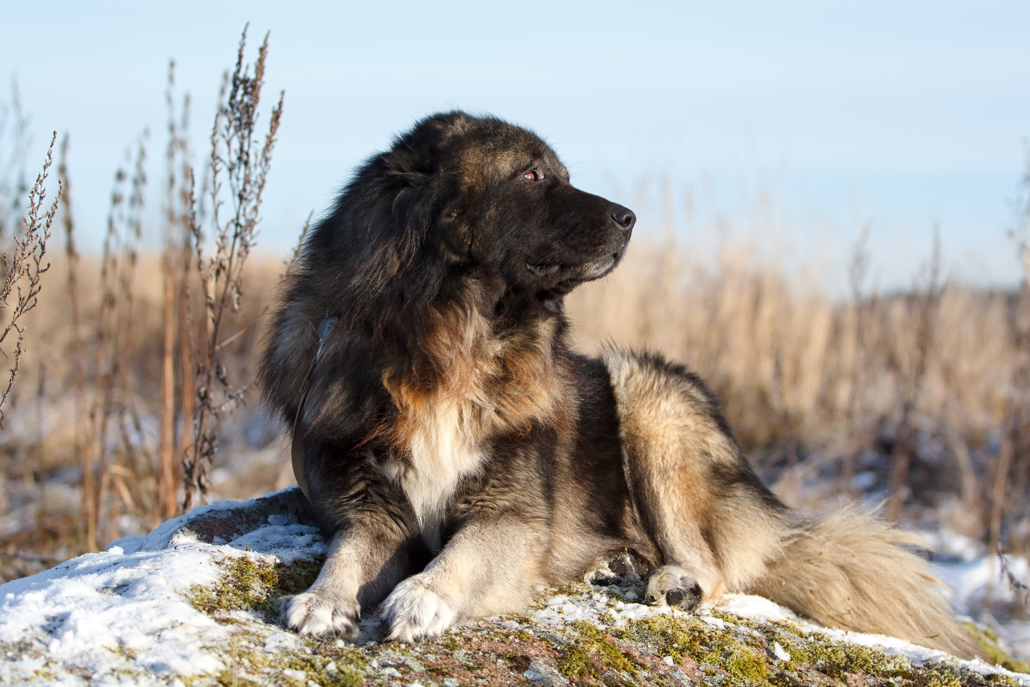 Caucasian Shepherd Dog: Caucasian Caucasian Shepherd Dog By Nika Petrova Breed