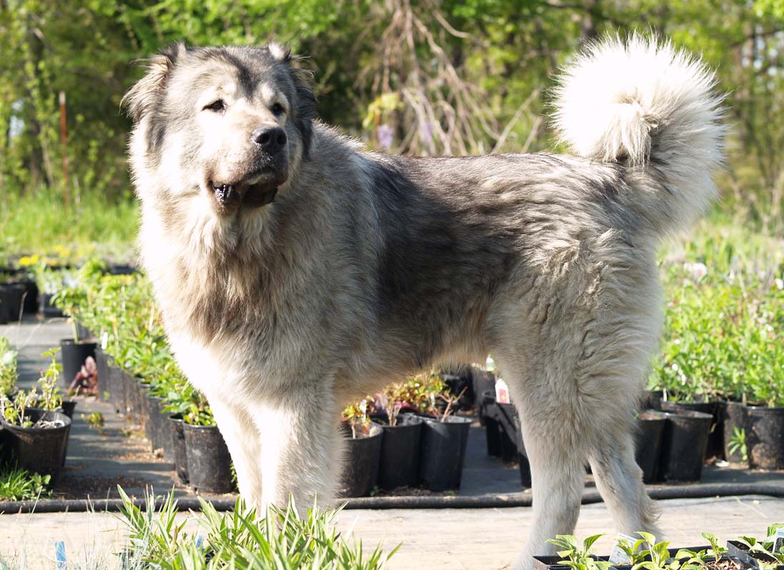 Caucasian Shepherd Dog: Caucasian Caucasian Shepherd Dog Pictures Breed