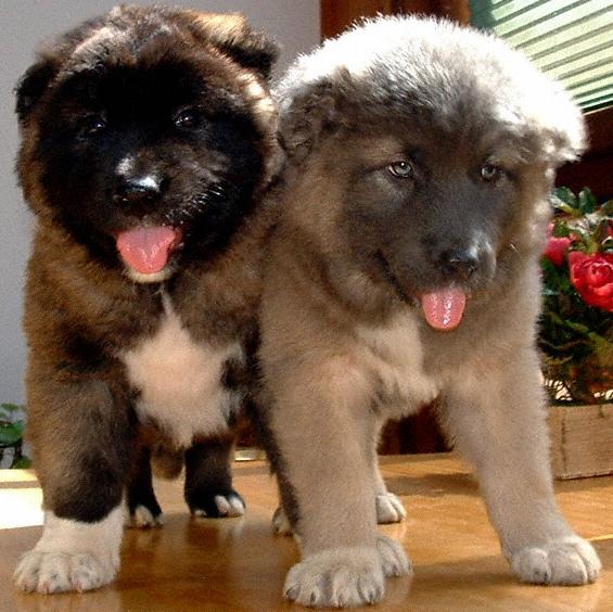 Caucasian Shepherd Puppies: Caucasian Caucasian Shepherd Puppies For Sale Breed