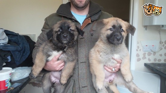 Caucasian Shepherd Puppies: Caucasian Caucasian Shepherd Puppies Harrow Breed