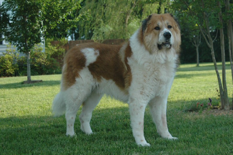 Caucasian Shepherd Dog: Caucasian Dogs Breed