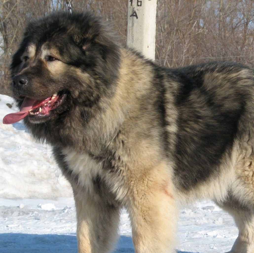 Caucasian Shepherd Dog: Caucasian Giant Caucasian Shepherd Dog Breed